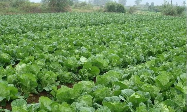 色翁荡息又大又硬又粗又爽