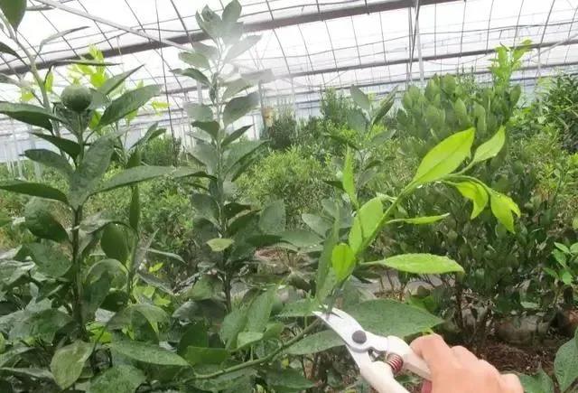 色翁荡息又大又硬又粗又爽