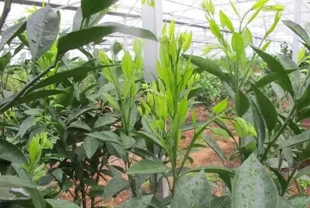 色翁荡息又大又硬又粗又爽