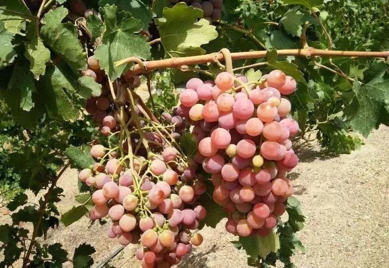 色翁荡息又大又硬又粗又爽