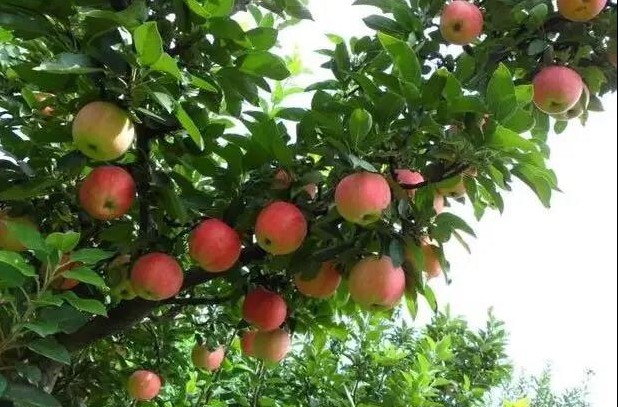 色翁荡息又大又硬又粗又爽