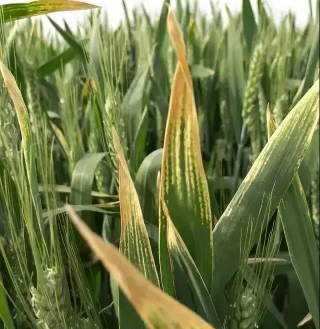 色翁荡息又大又硬又粗又爽