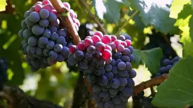 色翁荡息又大又硬又粗又爽