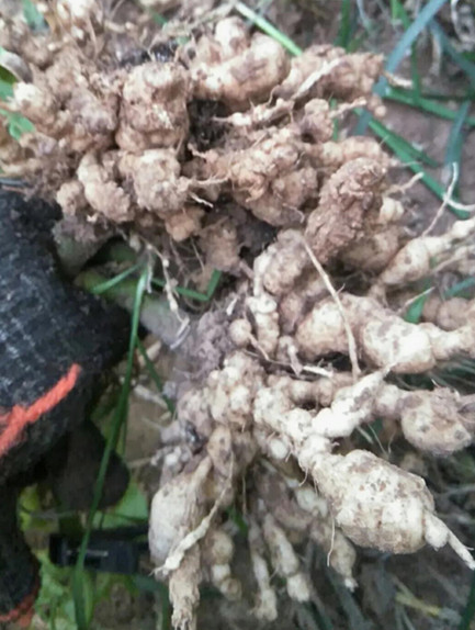 色翁荡息又大又硬又粗又爽