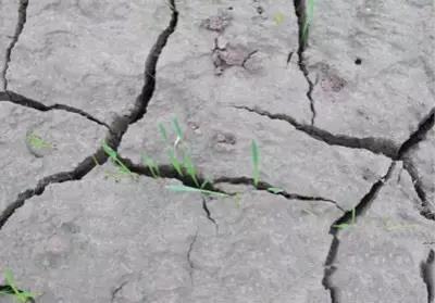 色翁荡息又大又硬又粗又爽