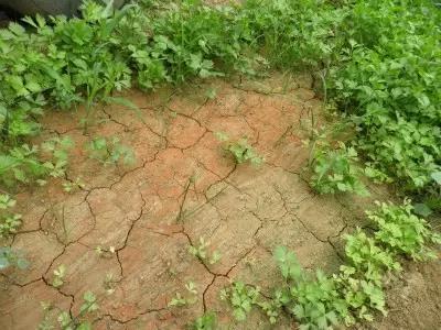 色翁荡息又大又硬又粗又爽