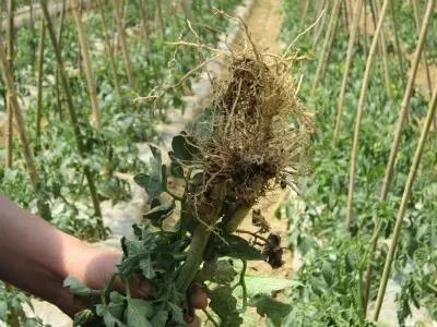 色翁荡息又大又硬又粗又爽