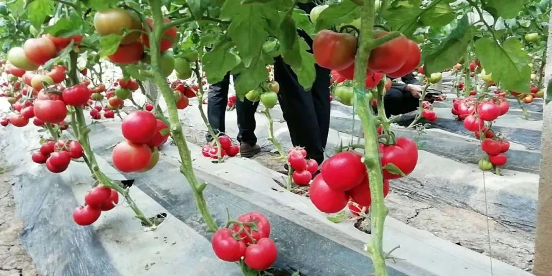 色翁荡息又大又硬又粗又爽