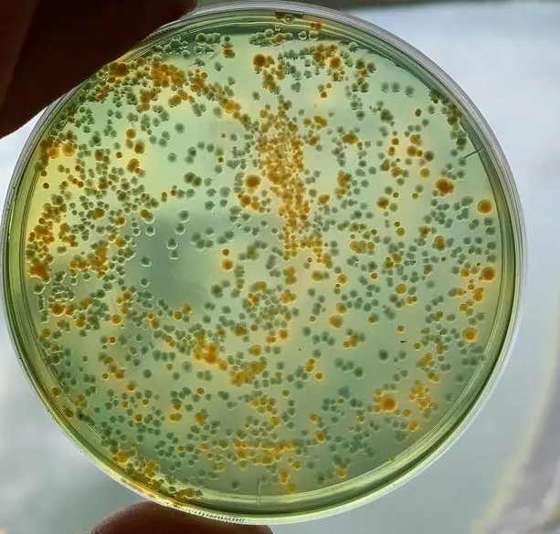 色翁荡息又大又硬又粗又爽