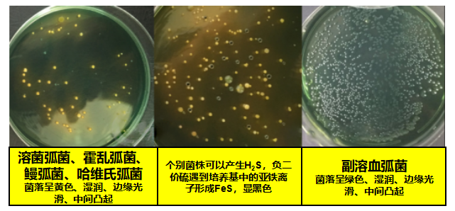 色翁荡息又大又硬又粗又爽
