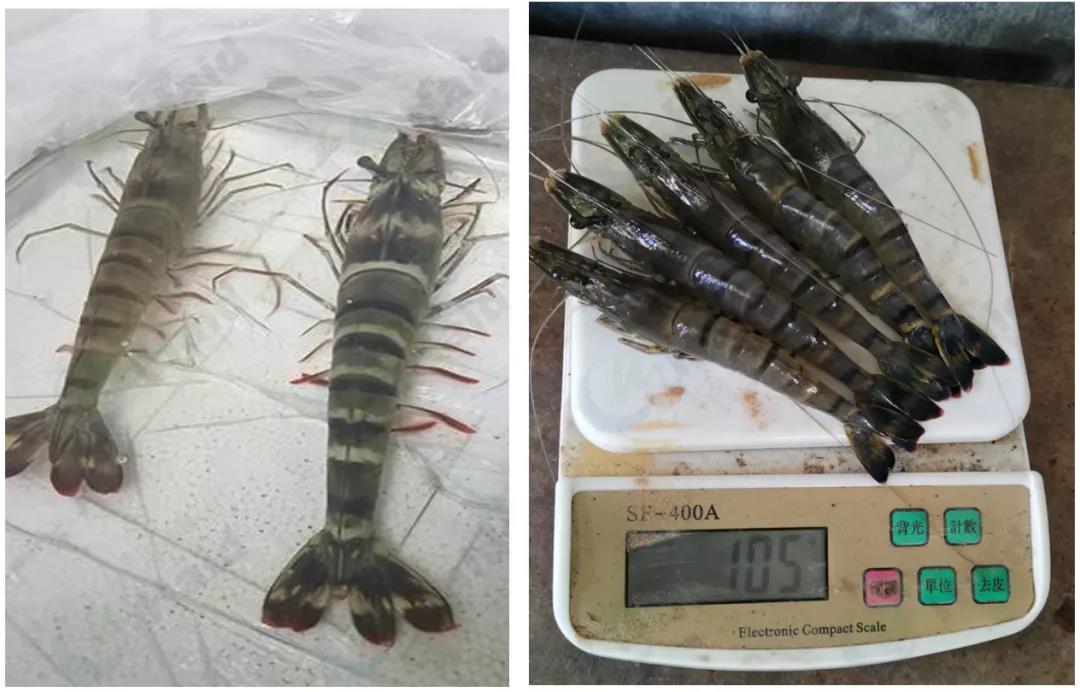 色翁荡息又大又硬又粗又爽