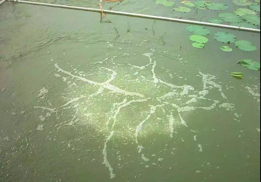 色翁荡息又大又硬又粗又爽