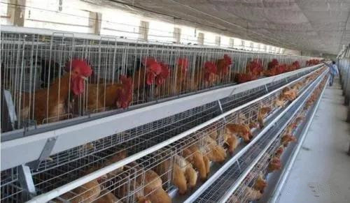 色翁荡息又大又硬又粗又爽