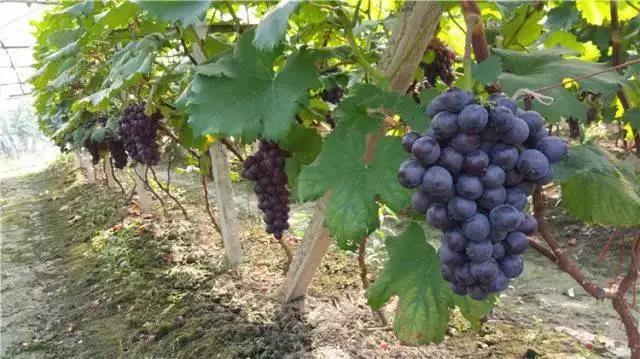 色翁荡息又大又硬又粗又爽