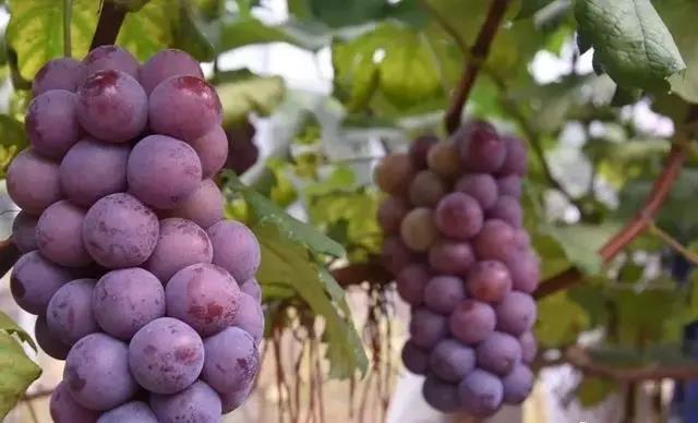 色翁荡息又大又硬又粗又爽