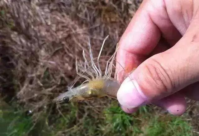 色翁荡息又大又硬又粗又爽