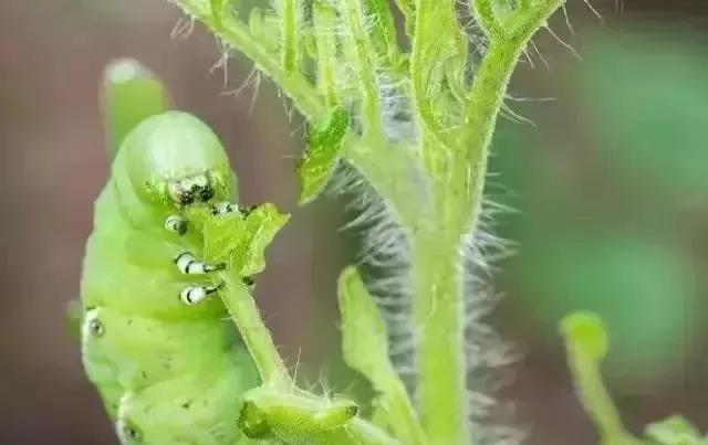 色翁荡息又大又硬又粗又爽