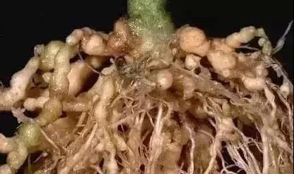 色翁荡息又大又硬又粗又爽