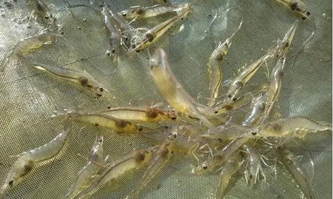 色翁荡息又大又硬又粗又爽