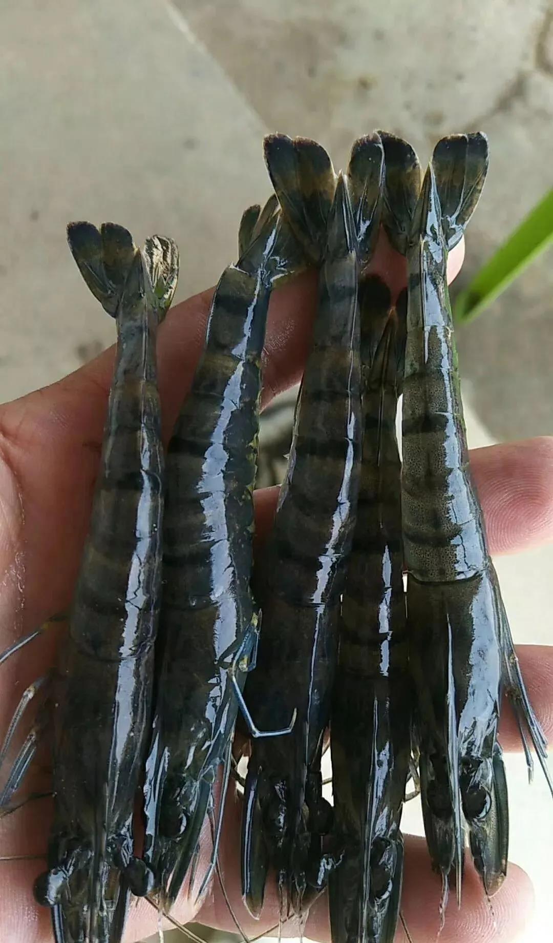 色翁荡息又大又硬又粗又爽