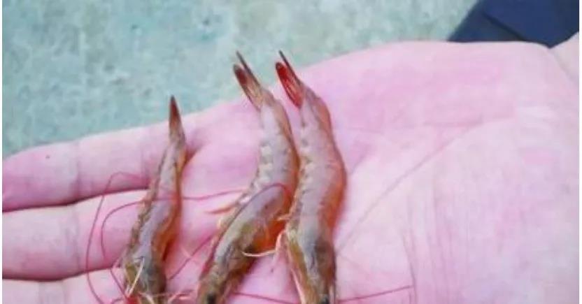 色翁荡息又大又硬又粗又爽