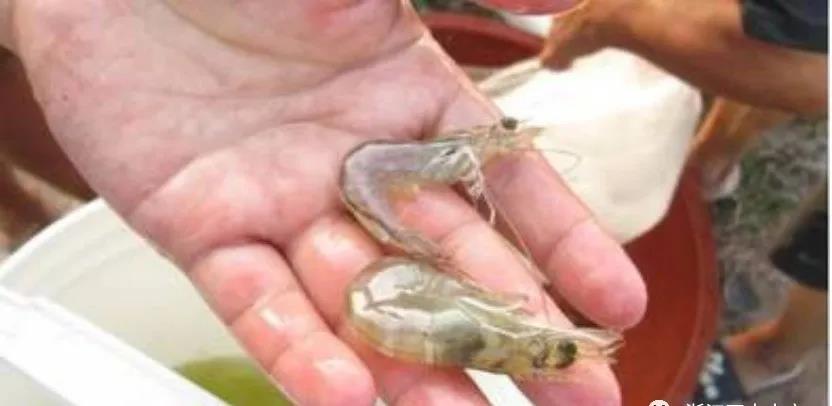 色翁荡息又大又硬又粗又爽