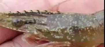 色翁荡息又大又硬又粗又爽