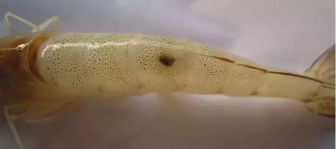 色翁荡息又大又硬又粗又爽