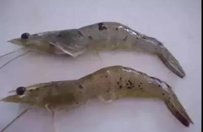 色翁荡息又大又硬又粗又爽