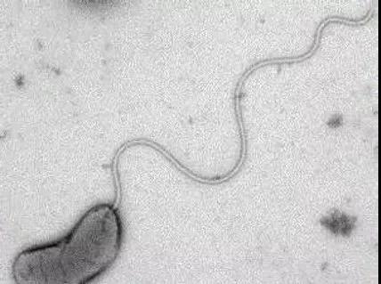 色翁荡息又大又硬又粗又爽