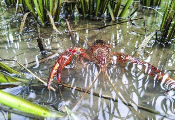色翁荡息又大又硬又粗又爽