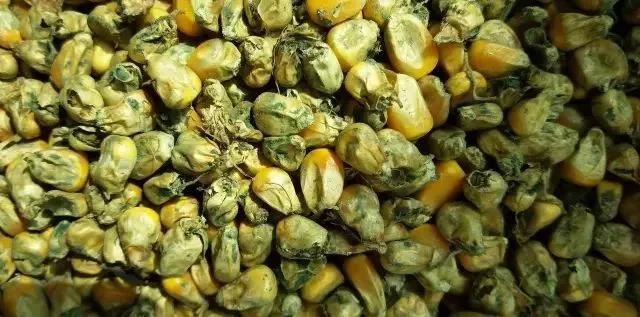 色翁荡息又大又硬又粗又爽