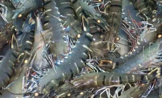 色翁荡息又大又硬又粗又爽