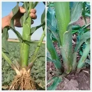 色翁荡息又大又硬又粗又爽