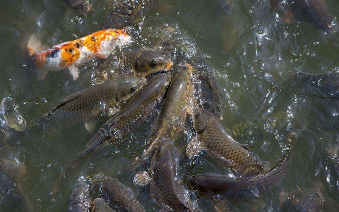 色翁荡息又大又硬又粗又爽