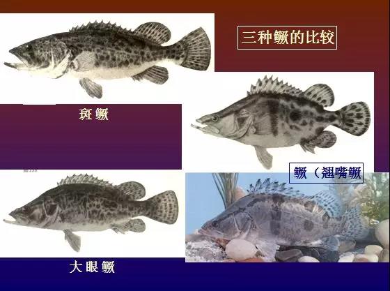 色翁荡息又大又硬又粗又爽