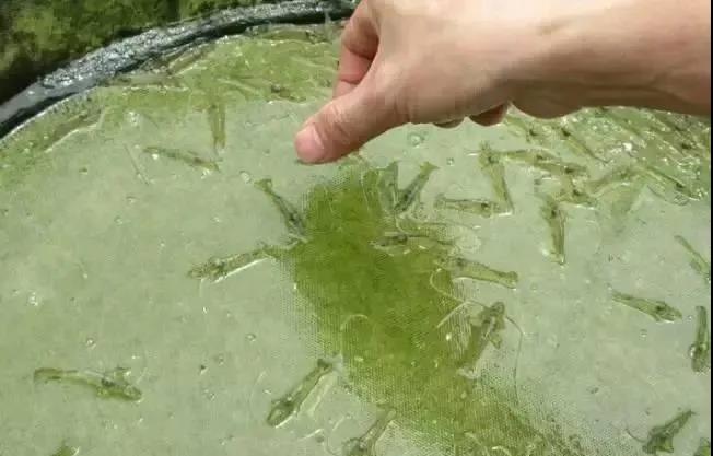 色翁荡息又大又硬又粗又爽