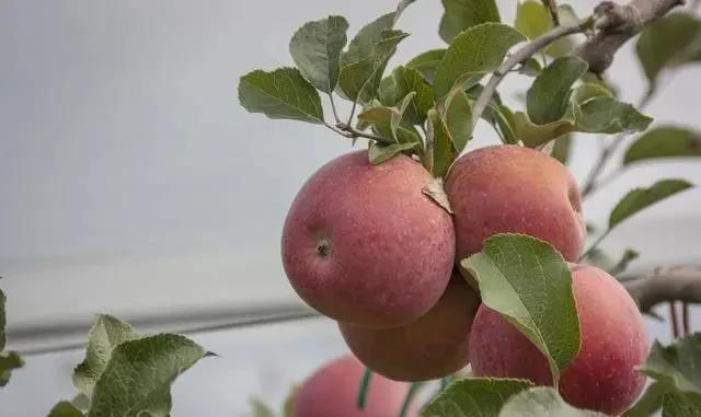 色翁荡息又大又硬又粗又爽