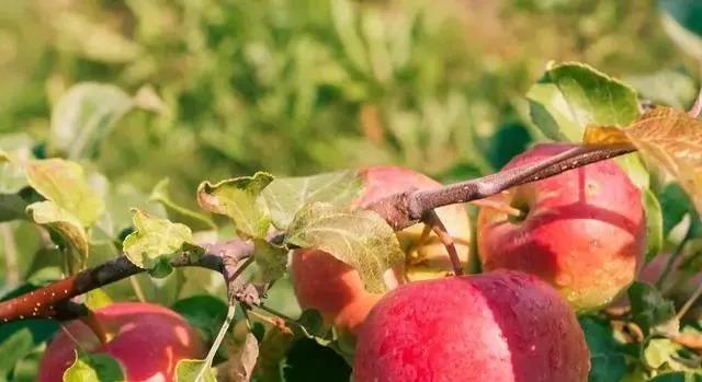 色翁荡息又大又硬又粗又爽