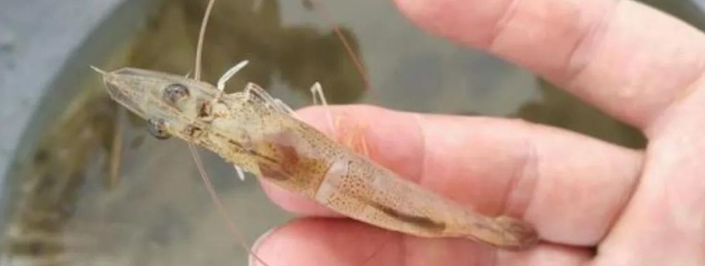 色翁荡息又大又硬又粗又爽