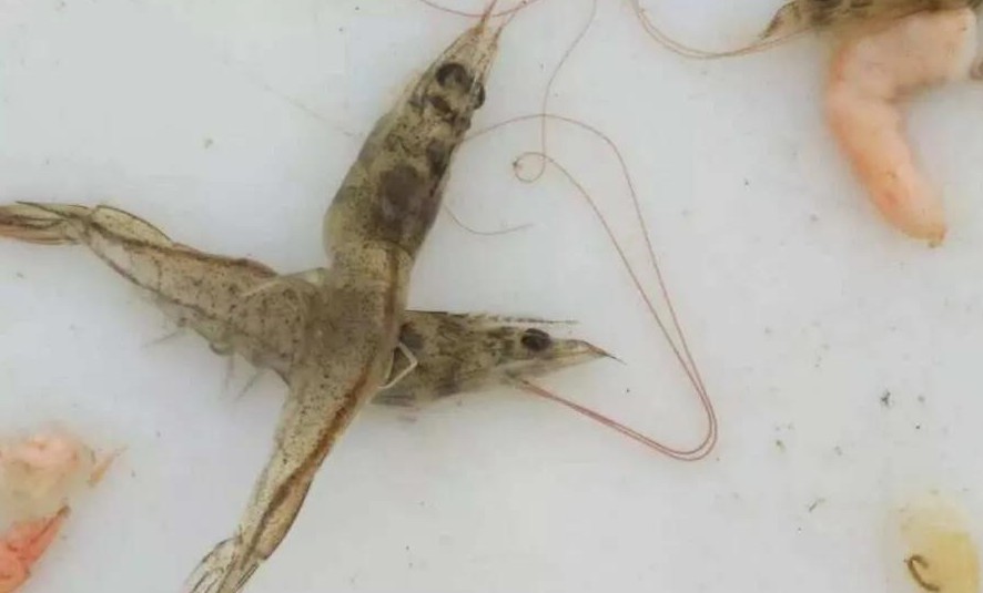 色翁荡息又大又硬又粗又爽