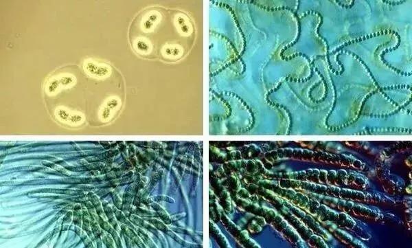色翁荡息又大又硬又粗又爽