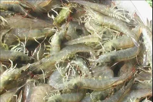 色翁荡息又大又硬又粗又爽