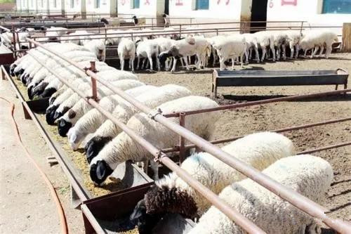 色翁荡息又大又硬又粗又爽