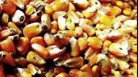 色翁荡息又大又硬又粗又爽