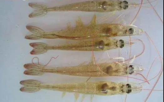 色翁荡息又大又硬又粗又爽