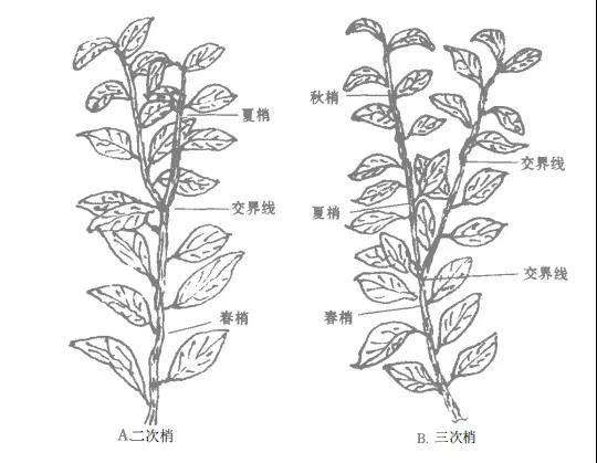 色翁荡息又大又硬又粗又爽