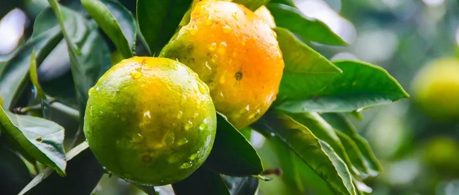 色翁荡息又大又硬又粗又爽