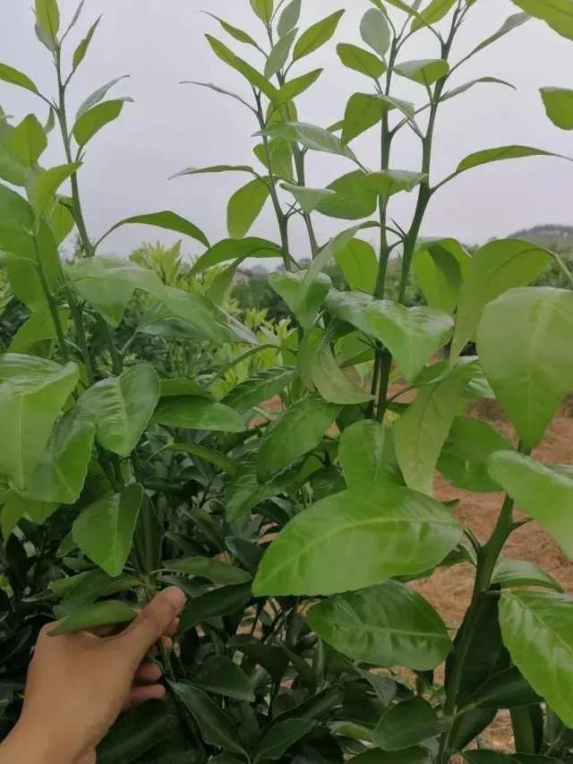 色翁荡息又大又硬又粗又爽