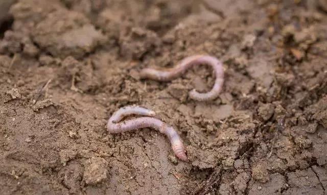 色翁荡息又大又硬又粗又爽